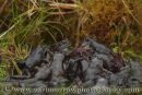 Frogs at Spawning time.